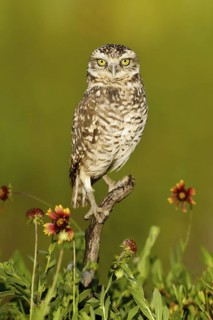 Burrowing Owl (Athene cunicularia), Florida, USA