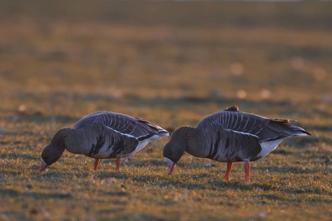Greater White-fronted Goose (Anser albifrons) foraging, North Rhine-Westphalia, Germany