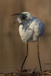 Great Egret (Ardea alba) with fish prey in beak, Subotica, Serbia