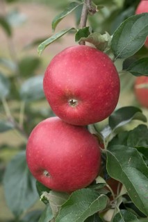 Apple (Malus domestica MAIRAC), Bayerische Landesanstalt für W, Germany