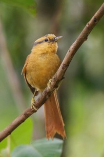 Buff-fronted Foliage-gleaner (Philydor rufum) perched on a branch in the Atlantic rainforest of