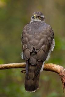 Northern Goshawk (Accipiter gentilis) male, Utrecht, Netherlands