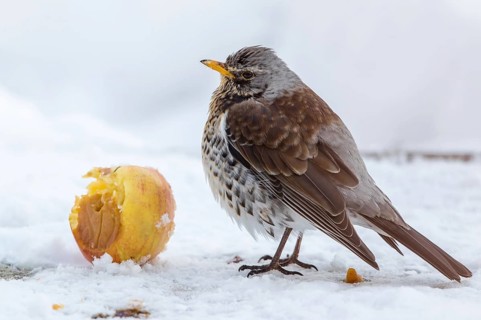 Fieldfare (Turdus pilaris) feeding on an apple, Mecklenburg-Western Pomerania, Germany