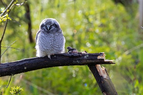 Barred owl, (Surnia ulula), animals, birds, owl family, owl, perch, biotope, habitat, Varanger Bird