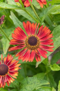 Sunflower (Helenium 'Siesta'), RHS Garden Bridgewater, Great Britain