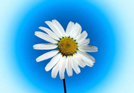 Scentless chamomile (Tripleurospermum inodorum)
