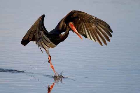 Black Stork (Ciconia nigra) flying, Greece