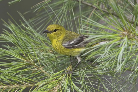 Pine Warbler (Setophaga pinus), Ontario, Canada