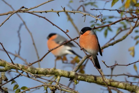 Eurasian bullfinch (Pyrrhula pyrrhula) adult male bird in a hedgerow in winter, Suffolk, England,