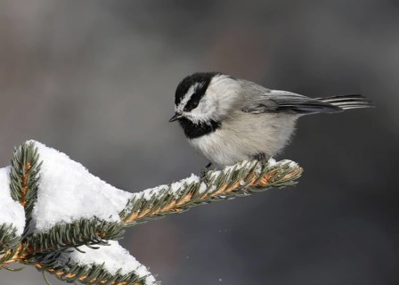 Mountain Chickadee, Poecile gambeli, perched on a branch in winter, in Banff, Alberta, Canada