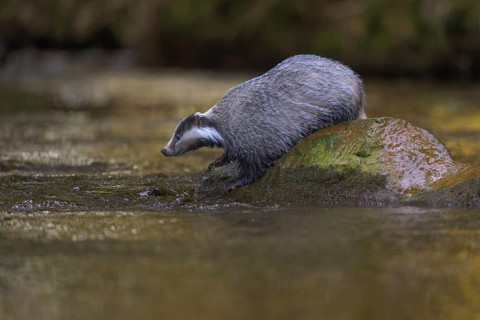 European badger (Meles meles), sitting on a stone in a stream in the last light, deciduous tree is