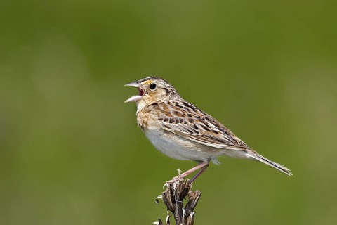 Grasshopper Sparrow Ammodramus savannarum Appleton, Chippawa County, Minnesota, Unites States 30