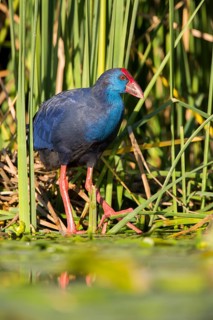 Western Swamphen (Porphyrio porphyrio) foraging, Extremadura, Spain