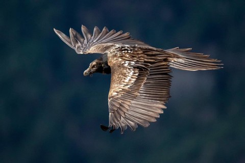 Bearded Vulture (Gypaetus barbatus) juvenile flying, Aragon, Spain