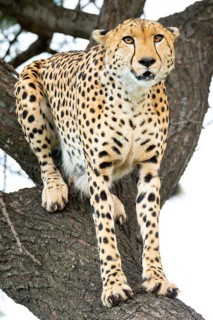A majestic cheetah sits alert in a tree, showcasing its spotted fur and sharp gaze in its natural
