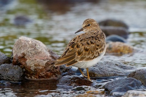 Temminck's Stint (Calidris temminckii), Greece