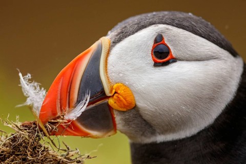 Atlantic Puffin (Fratercula arctica), Wales, United Kingdom