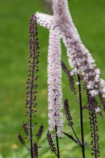 Silver primrose (Actaea simplex 'Chocoholic'),  Germany