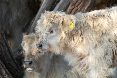 Highland cattle, Oberweser, Weser Uplands, Weserbergland, Hesse, Germany