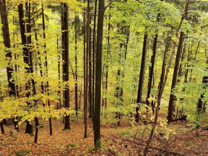 Autumn forest with tall trees and yellow leaves on the ground, A mountain scene in Her, Frankenwald