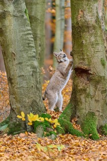Eurasian lynx (Lynx lynx), climbing on tree trunk in autumn
