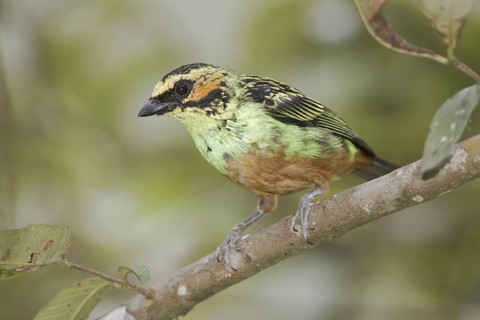 Golden-eared Tanager (Tangara chrysotis), Ecuador