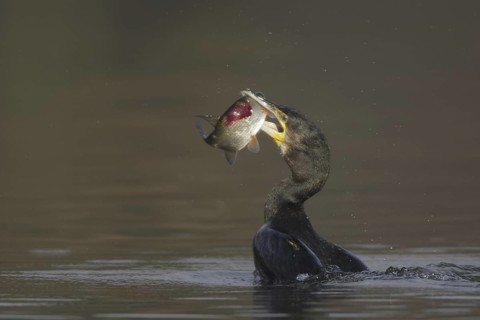 Great Cormorant (Phalacrocorax carbo), Germany