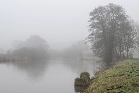 Pond landscape with black alder (Alnus glutinosa) in the fog, Emsland, Lower Saxony, Germany