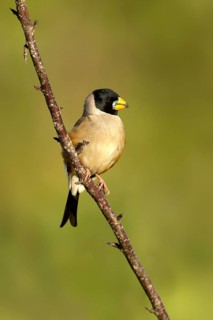 Chinese Grosbeak (Eophona migratoria) male perched on a branch, Ishikawa, Japan