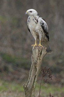Mäusebussard, lat. Buteo buteo; helle Farbvariante; auf Weidepfahl