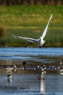 Tundra Swan, Bewick's Swan, Cygnus columbianus in flight at winter in Slimbridge, England, United