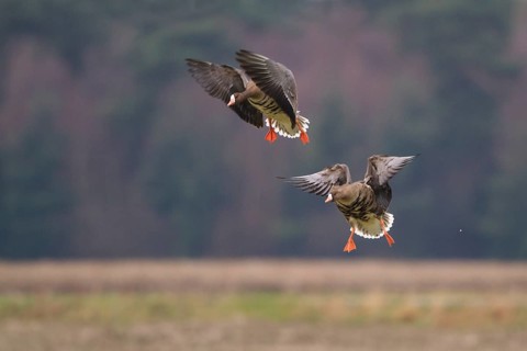 Greater White-fronted Goose (Anser albifrons) flying, North Rhine-Westphalia, Germany