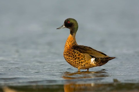 Chestnut Teal (Anas castanea) male, Victoria, Australia
