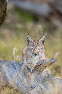One young (10 weeks old) male Eurasian lynx, (Lynx lynx), resting on a rotten tree