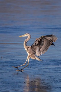 Grey Heron (Ardea cinerea) landing on an ice surface, Baden-Wuerttemberg, Germany