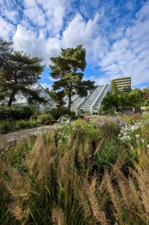 Bochum, North Rhine-Westphalia, Germany - Blooming flower-bed in the flower bed in front of the