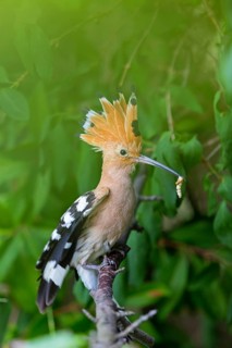 Hoopoe, (Upupa epops), animals, birds, family of tree hoopoes, on perch with prey, Großkarlbach,