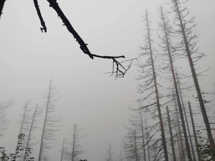 Bare trees and branches in dense fog create a gloomy atmosphere, dead spruces (picea), climate