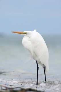Great Egret (Ardea alba), Florida, USA