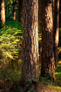 Light on tree trunks in a cool forest, Calw, Black Forest, Germany