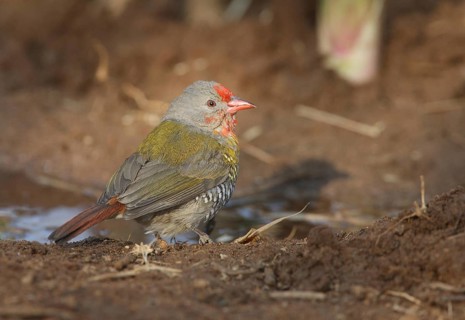 Green-winged Pytilia (Pytilia melba) male, Khomas, Namibia