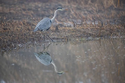 Grey heron (Ardea cinerea) Germany