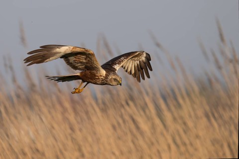 Marsh harrier (Circus aeruginosus), Texel, Netherlands