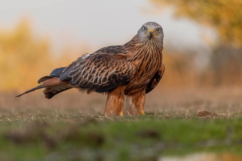 Red kite (Milvus milvus), on the ground, Catalonia, Spain
