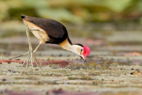 Comb-crested Jacana (Irediparra gallinacea) in a wetland area in Papua New Guinea