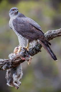 Northern Goshawk (Accipiter gentilis) female with prey, Madrid, Spain