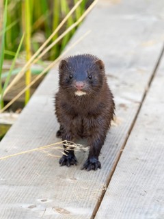 A mink looks interested