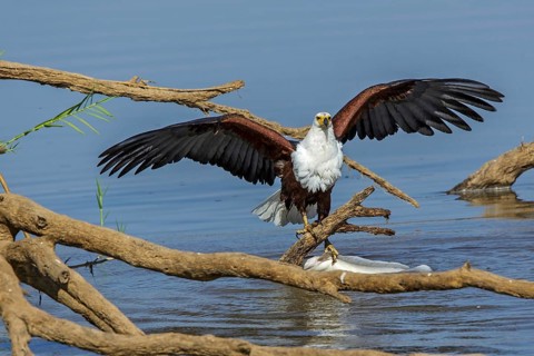 Black eagle hunting, prey, fish, (Haliaeetus vocifer), Africa, Zambia