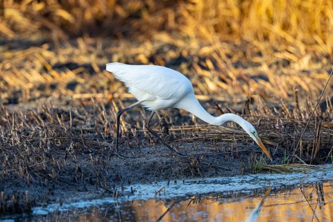 Great White Egret (Egretta alba) Germany