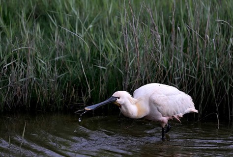 Spoonbill (Platalea leucorodia) looking for food in shallow water with drops of water in its open